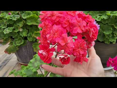 Видео: #548.Подробное описание трёх новых сортов пеларгонии!
