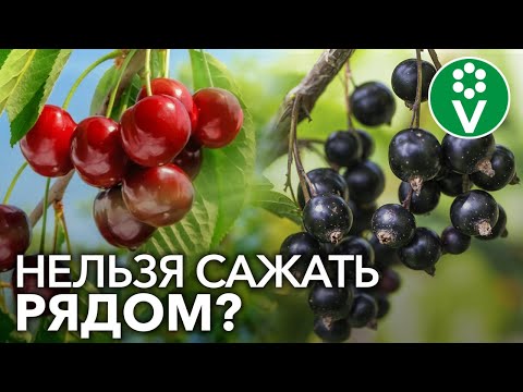 Видео: НЕ САЖАЙТЕ ЭТИ САДОВЫЕ КУЛЬТУРЫ РЯДОМ! О совместимости плодовых деревьев
