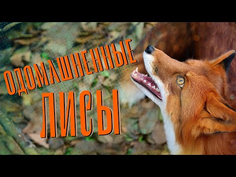 Видео: ЛИСЬЯ ЗВЕРОФЕРМА | видеоэкскурсия | Телеканал ОТС