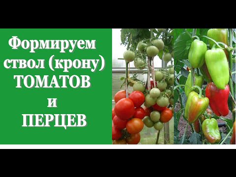 Видео: Формируем ствол / крону ТОМАТОВ и ПЕРЦЕВ