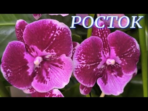 Видео: №1124/ ПРЕДПРАЗДНЕЧНОЯ поставка КРАСИВЫХ орхидей в с/ц РОСТОК