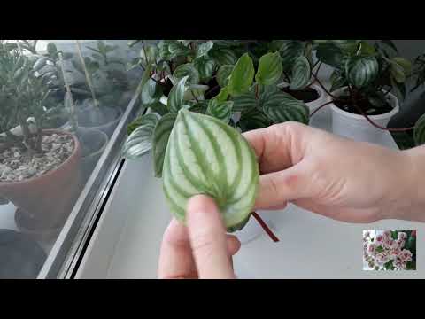 Видео: КОМНАТНЫЕ ЦВЕТЫ.ПЕПЕРОМИЯ АРБУЗНАЯ(peoeromia watermelon).