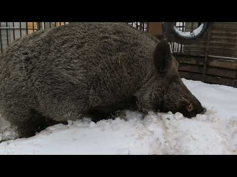 Видео: Фунтик и первый снег 2022