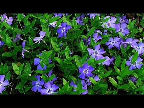 Видео: Барвинок. Как и когда обрезать для лучшего кущения и цветения.