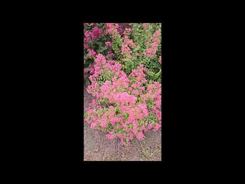 Видео: Лагерстремия  Индийская Сирень.
