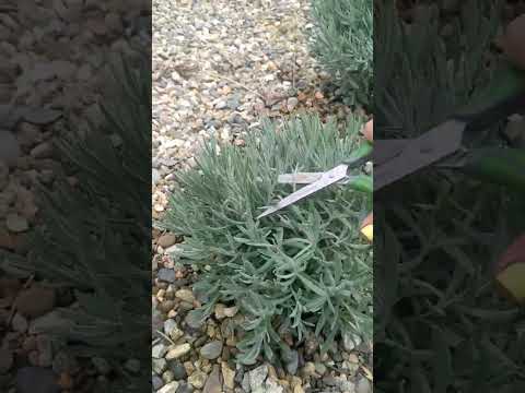 Видео: как обрезать лаванду в первый год посадки
