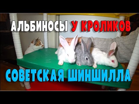 Видео: АЛЬБИНОСЫ У КРОЛИКОВ ПОРОДЫ СОВЕТСКАЯ ШИНШИЛЛА