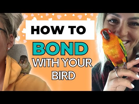 Видео: Советы по установлению связи с птицами | Как наладить связь с птицей