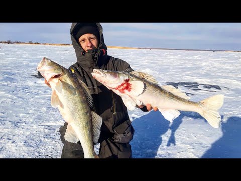 Видео: КРУПНЫЙ СУДАК КЛЮЁТ ОДИН ЗА ДРУГИМ! Я В ШОКЕ! Рыбалка на жерлицы 2021!