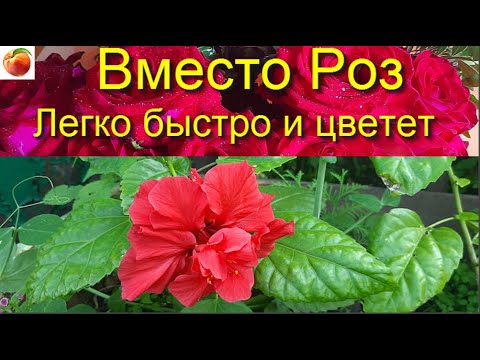 Видео: Вместо розы Просто Быстро Постоянно цветет Китайская роза Размножение Черенкование Очень просто!