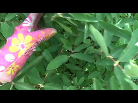 Видео: Жимолость,уход в июле.