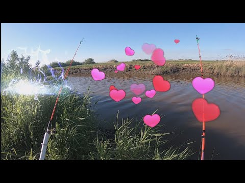 Видео: ГЛАМУРНЫЕ!!! Отработали как НАДО!!! РАЗ КАРАСЬ ДВА КАРАСЬ ТРИ САЗАН!!! РЫБАЛКА