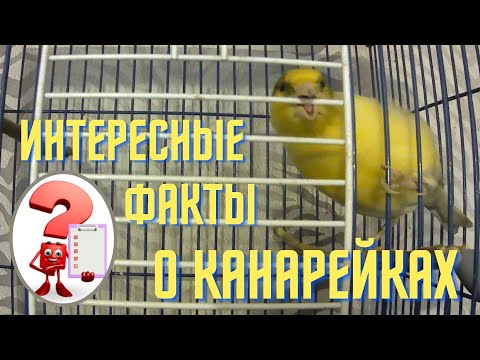 Видео: Канарейка. Интересные факты о канарейках.