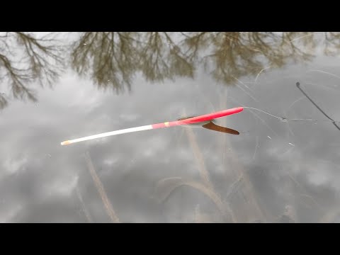 Видео: Натаскал ВЕДРО НА ПОПЛАВОК!! Крупный карась, язь, рыбалка на поплавок