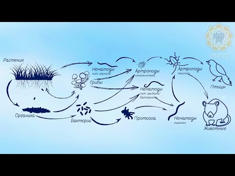Видео: Тайна природы РАСКРЫТА! Роль микробиологии в почве ясна.