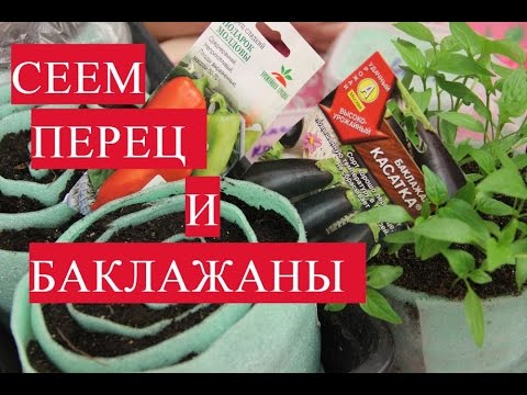 Видео: Сеем перец и баклажаны. Секреты посадки и пикировки.