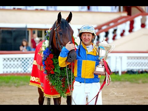 Видео: Аукцион лошадей в  ООО Конный завод "Локотской"