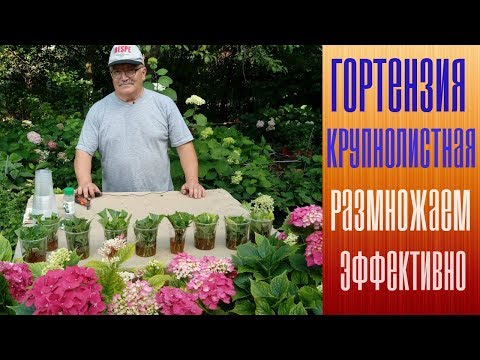 Видео: ГОРТЕНЗИЯ КРУПНОЛИСТНАЯ  РАЗМНОЖАЕМ ЭФФЕКТИВНО