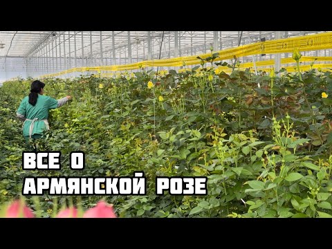 Видео: Плантация роз в Армении
