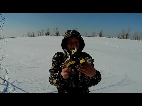 Видео: Ловля Щеглов и Реполова!!! Catching Goldfinches and Replies!!!