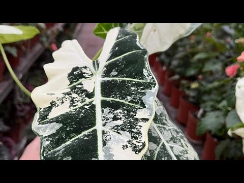 Видео: Болмо гулу. Озгочо Ризомасынан кобойтулчу гулдор.