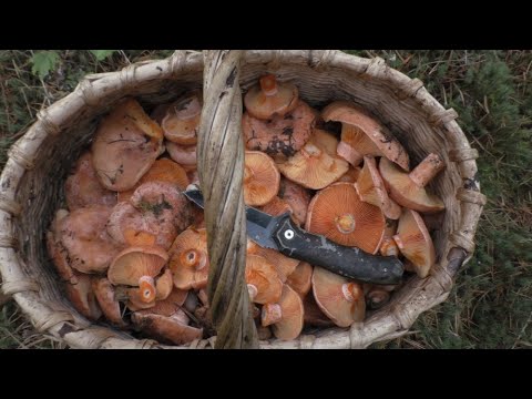 Видео: РЫЖИКИ! ЗА ЦАРСКИМИ ГРИБАМИ В ЛЕС! Полная корзина грибов!