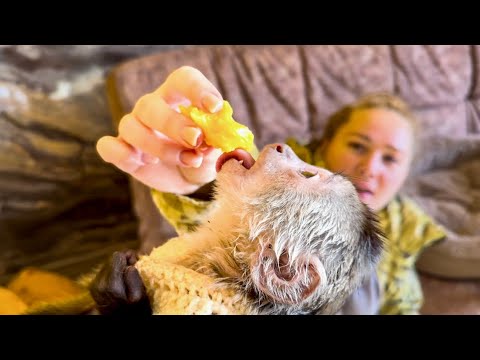 Видео: Посмотрите, с КАКИМ НАСЛАЖДЕНИЕМ Финик есть манго ЭТО ЧТО-ТО!