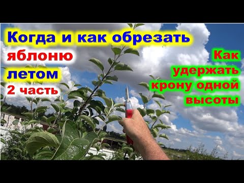 Видео: ЛЕТНЯЯ ОБРЕЗКА ЯБЛОНИ. Как держать крону одной высоты.