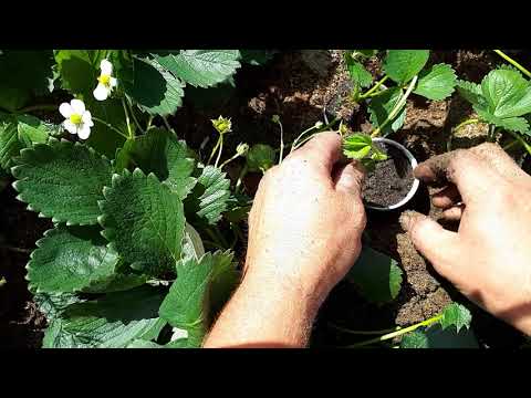 Видео: Укореняем усы клубники в стаканчики от маточного куста.