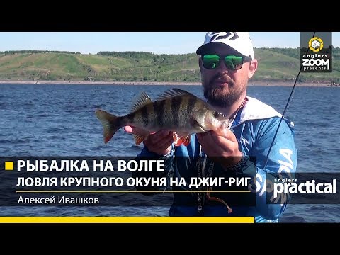 Видео: Рыбалка на Волге. Ловля крупного окуня на Джиг-Риг. Алексей Ивашков. Anglers Practical