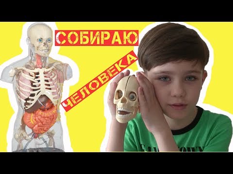 Видео: Деагостини-Тело человека. Думали,что почти все собрали, а на самом деле не все так просто...