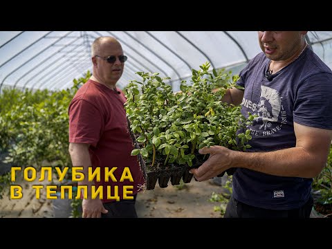 Видео: Голубика