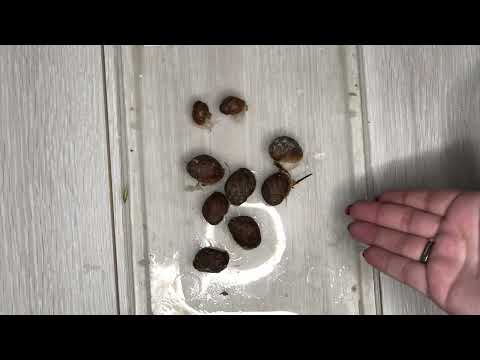 Видео: Чем кормить улиток Ахатин|Правила кормления