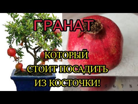 Видео: Гранат из косточки Какой гранат для выращивания дома