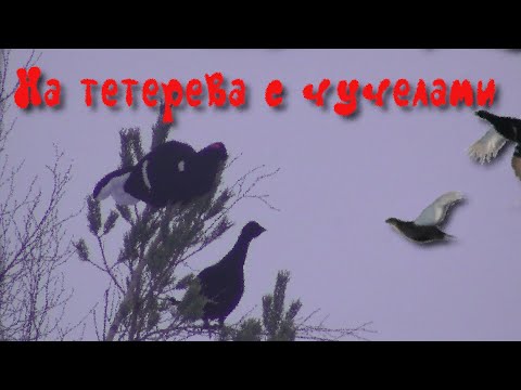 Видео: На тетерева с чучелами
