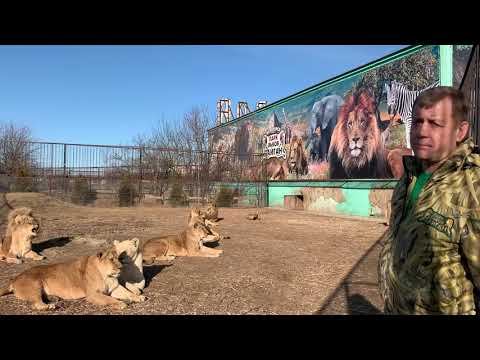 Видео: Лев без зубов стал ЛИДЕРОМ ПРАЙДА и ЛЬВИЦА с ГРИВОЙ ! А завтра был арест ...