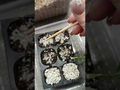 Видео: Укоренение зеленого черенка из древесного черенка. Мой способ. Продажа коллекции гортензий черенками