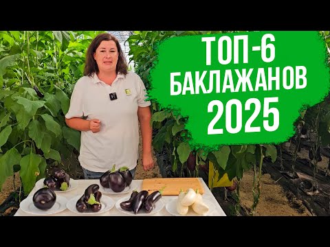 Видео: NEW 2025! Топ-6 баклажанов без семян, которые вы обязаны попробовать.