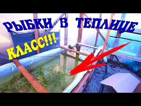 Видео: ЗАПУСТИЛ РЫБОК В ТЕПЛИЦУ!!! ГУППИ,МЕЧЕНОСЦЫ,МОЛЛИНЕЗИЯ,ПЕЦИЛИЯ,ЖИВОРОДКА!!!
