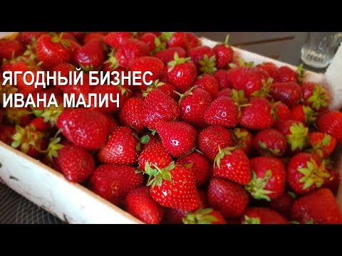 Видео: Ягодный бизнес. Опыт Ивана Малич