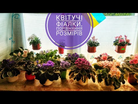 Видео: Квітучі фіалки. Порівняння розмірів