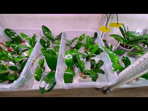 Видео: ЗАЩИЩАЮ ОРХИДЕИ на НЕСКОЛЬКО МЕСЯЦЕВ от ТРИПСОВ и КЛЕЩЕЙ как обрабатываю цветущие орхидеи