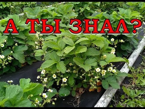 Видео: ДОЛГОНОСИК - главный враг КЛУБНИКИ