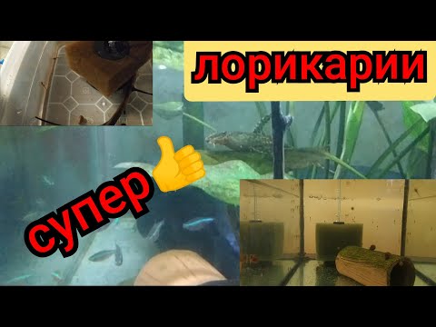 Видео: Лорикарии, мальки, подростки, производители