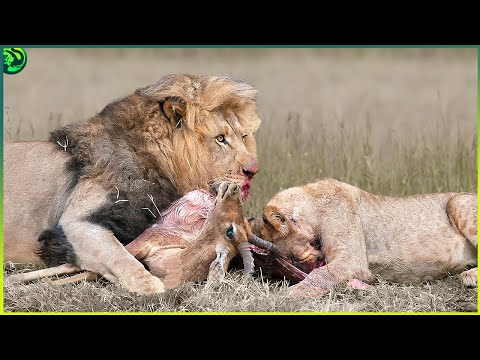 Видео: 16 диких моментов охоты семейства кошачьих