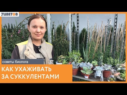 Видео: Виды суккулентов и уход за ними / Советы биолога компании 7ЦВЕТОВ