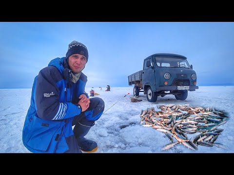 Видео: НАЛОВИЛИ ЧТО УНЕСТИ! Шокирующая рыбалка на Байкальского омуля!