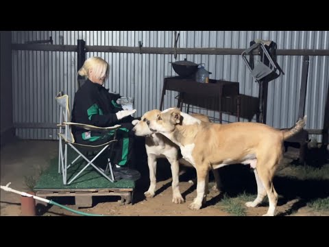 Видео: Собаки моё хобби, алабаи Зангар и Сардар как ростут и меняются