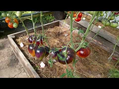 Видео: Обзор томатов в теплице на 15 августа.