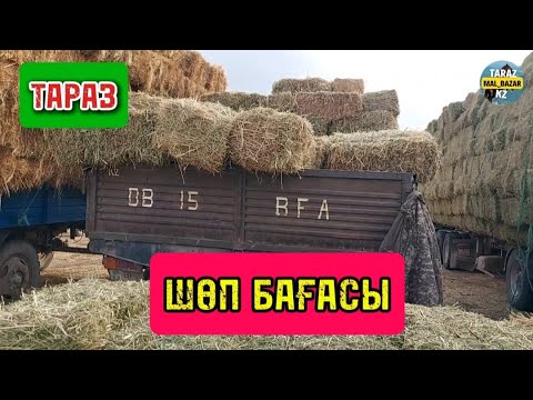 Видео: Шөп бағасы Тараз қаласы